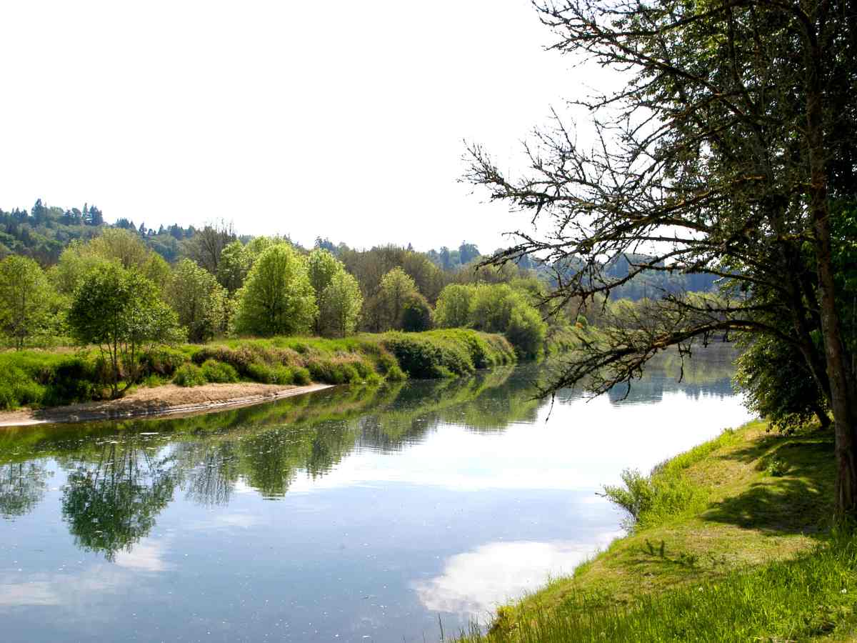 River running through trees in La Center, Washington.