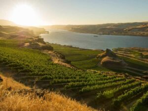 Aerial view of sun setting over vineyard on river for article Maryhill Winery: A Washington Winner in 2025for newcomers moving to Portland.