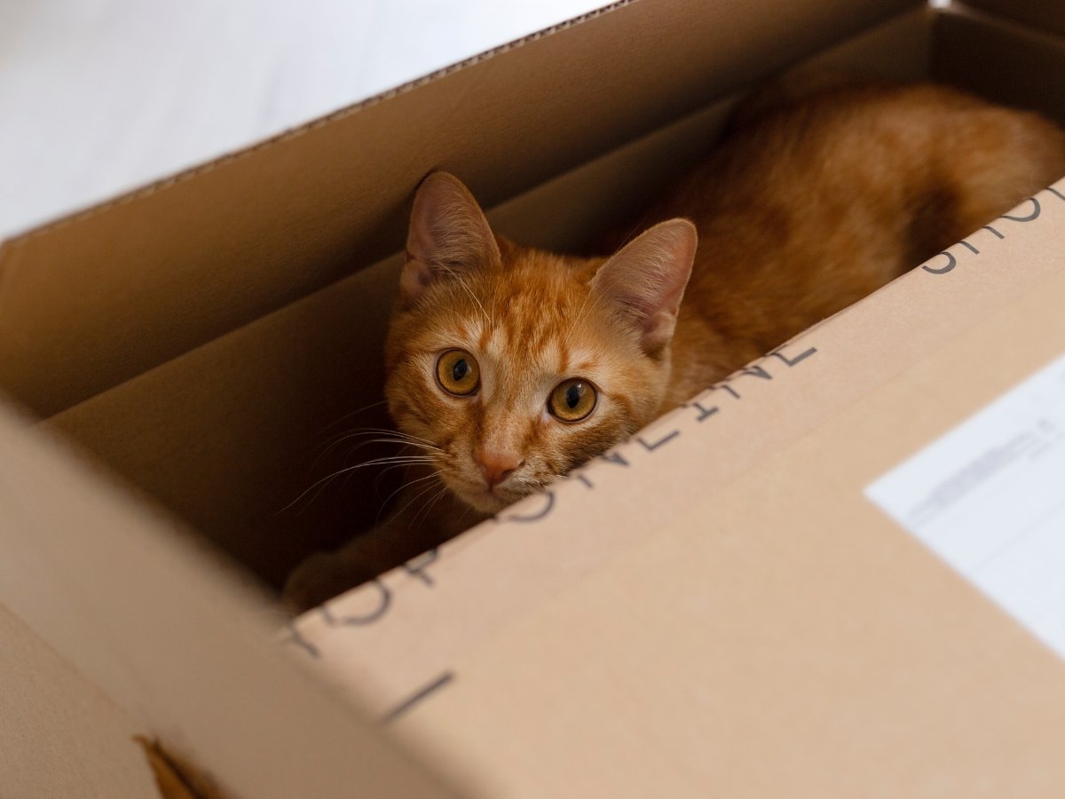 Orange tabby cat laying in a moving box looking out at camera for article 8 Great Tips for Relocating to Portland With Your Pet for newcomers moving to Portland.