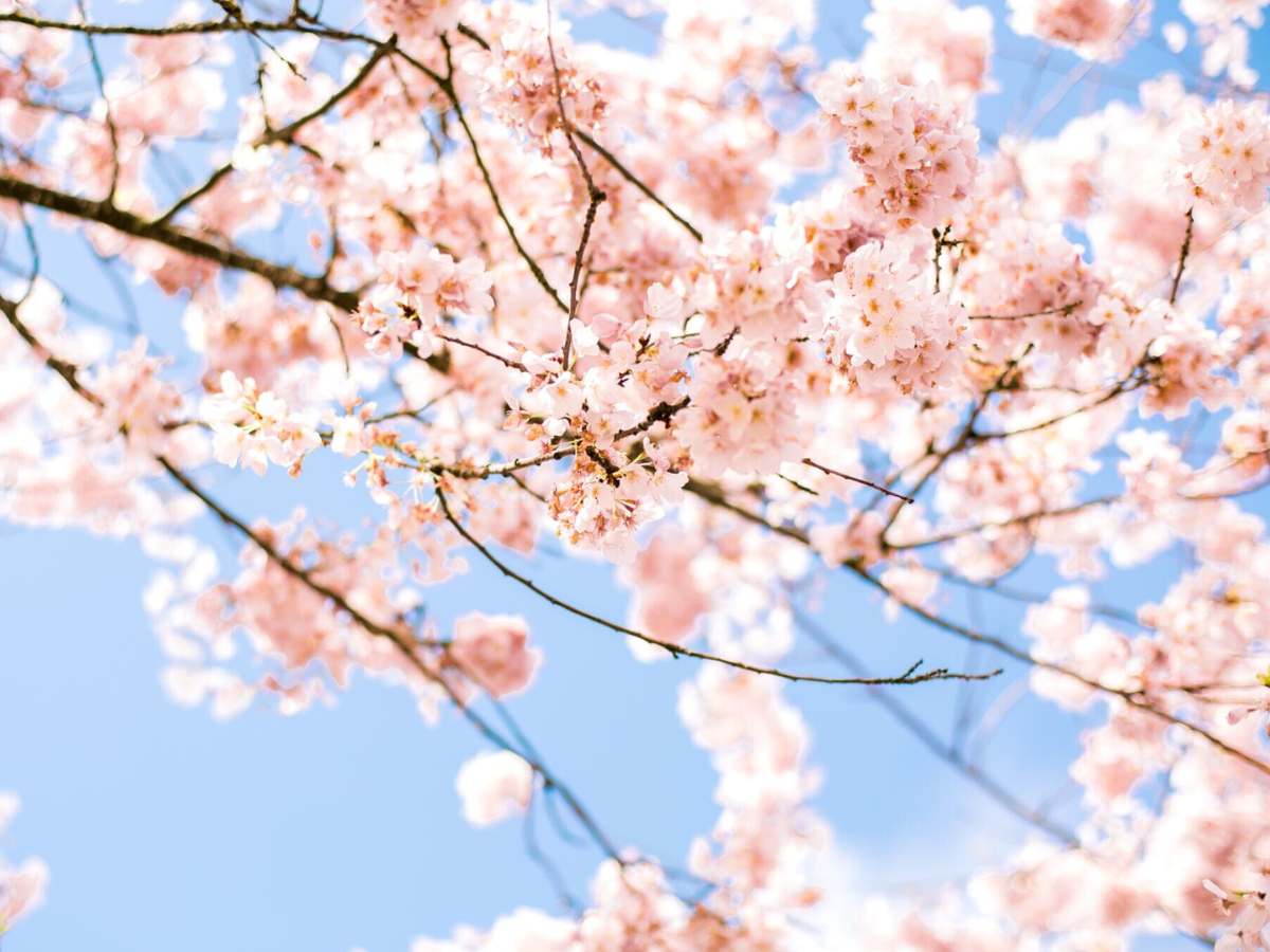 Cherry blossoms blooming for article Portland Weather for newcomers moving to Portland.