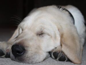 yellow lab puppy, Portland dog-friendly