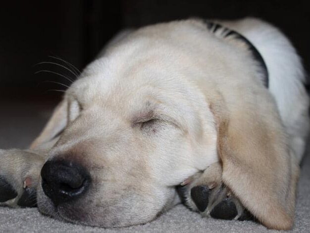 yellow lab puppy, Portland dog-friendly