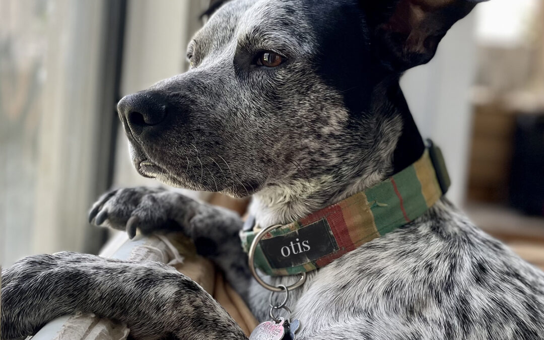 Portland Dog Culture