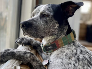 black and white dog looking out window for Portland Dog Culture article