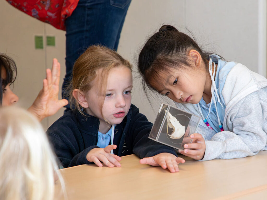 4513211649005547   LScurious 1024x768