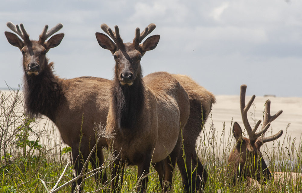 Where to Find Elk in Cannon Beach