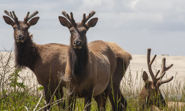 Where to Find Elk in Cannon Beach