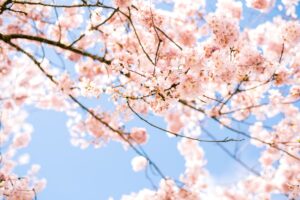 Cherry blossoms blooming