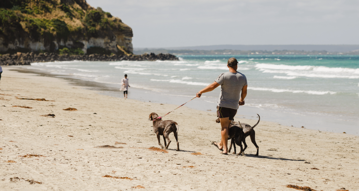 Portland: A Woof-Worthy City for Dog Lovers