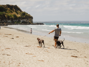 Man walking dogs on Portland shoreline beach area.